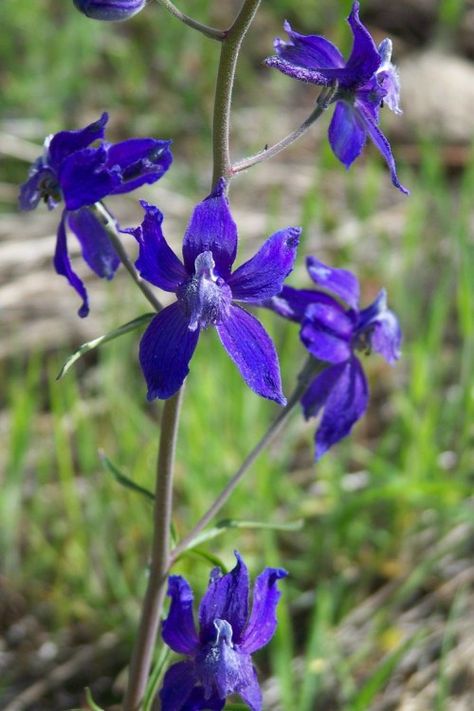 Larkspur Ultraviolet Color, Poison Garden, Larkspur Flower, Flower Of The Month, Flower Stamen, Rural Living, Poisonous Plants, Little Shop Of Horrors, Black Tulips