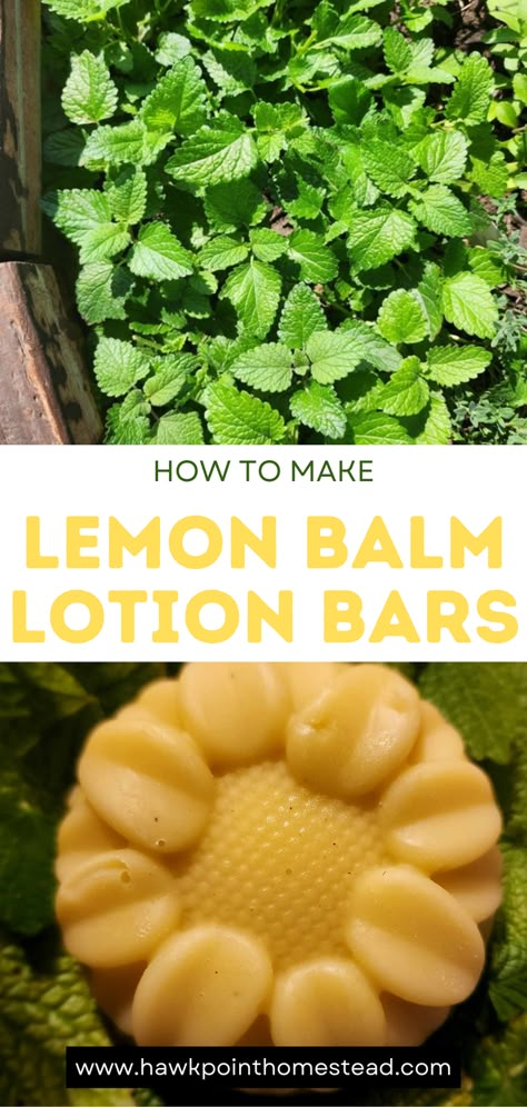 This lemon balm lotion bar recipe only takes a few simple ingredients and is easy to make. The recipe makes luxurious lotion bars with great benefits for the skin. Using the lotion bars on your skin makes it feel soft and silky! The lotion in solid form can be used as massage bars for rough elbows and knees and do not have a greasy feel. Even better than regular lotion! Lotion bars made with lemon balm can be used to soothe bug bites and irritated skin. Lemon Balm Melt And Pour Soap, Herbal Lotion Bars, Solid Lotion Bar Recipe, Lemon Balm Uses, Lotion Bar Recipe, All Natural Lotion, Rough Elbows, Homemade Salve, Homemade Lotion Bars