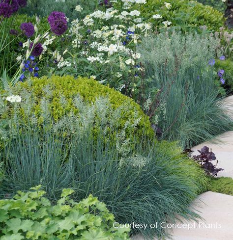 Little Bluestem, Festuca Glauca, Blue Fescue, Silver Plant, Beyond Blue, Overwintering, Front Landscaping, Cold Frame, Front Yard Garden