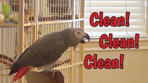 While his owner cleans house, Einstein the parrot provides some entertainment. He sings a special &ldquo;Gotta Clean&rdquo; song and &ldquo;Who Let The Dogs Einstein Parrot, Parrot Rescue, Talking Parrots, African Grey Parrot, Kitchen Chair, African Grey, Funny Birds, The Dogs, Animal Planet