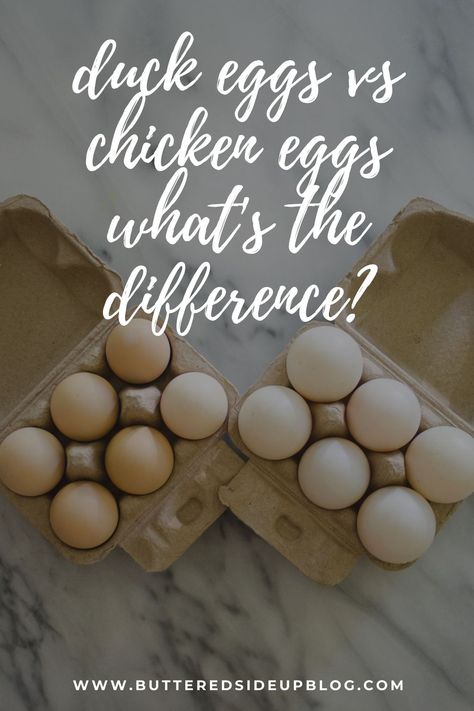 Have you ever wondered what's the difference between duck eggs and chicken eggs? I explain in this post! Duck Egg Salad, Duck Egg Breakfast, Baking With Duck Eggs, Recipes Using Duck Eggs, Telur Bebek, Eggs And Chicken, Egg Frittata, Egg Mayonnaise, Duck Eggs