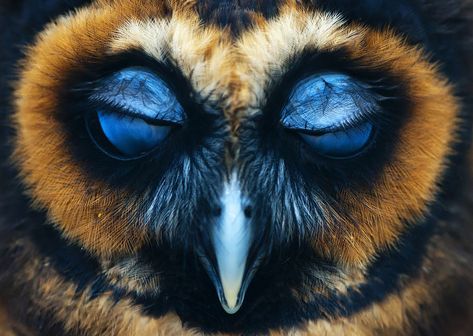 Owl National Geographic Photo Contest, Owl Photography, Owl Photos, Owl Pictures, Beautiful Owl, Owl Art, National Geographic Photos, Birds Of Prey, Photo Contest