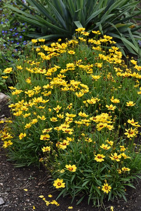 Coreopsis Grandiflora, Idaho Garden, Tickseed Coreopsis, Waterville Maine, Full Size Photo, Plant Tags, Outdoor Pots, Herbaceous Perennials, Low Maintenance Plants