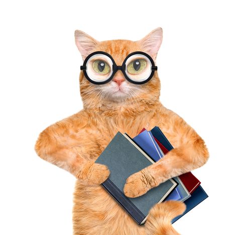 15 amazing facts about your beautiful and clever cat. Cat Thinking, Cat Professor, Cat At School, Cats With Books, Science Cat, Chemistry Cat, Business Cat Meme, Funny Cat Jokes, Cat Couple