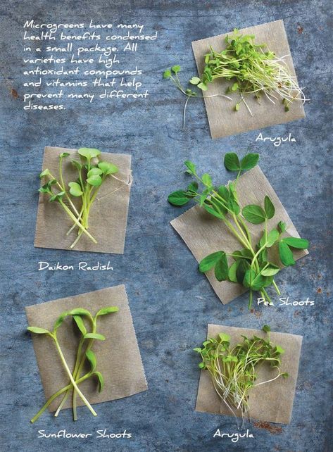 Microgreens Garden, Microgreens Recipe, Micro Greens, Growing Microgreens, Sprouting Seeds, Growing Greens, Healthy Vegan Snacks, Wheat Grass, Wall Garden