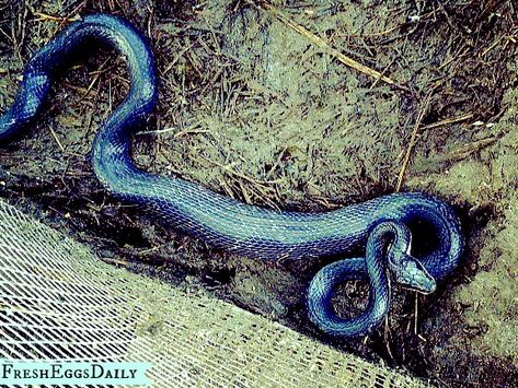 9 Tips to Keep Snakes out of your Chicken Coop - Fresh Eggs Daily® Reban Ayam, Chicken Pen, Chicken Coup, Duck House, Keeping Chickens, Building A Chicken Coop, Chicken Coop Plans, Mini Farm, Chicken Diy