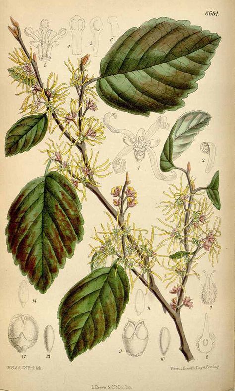 Witch-Hazel-Print Missouri Botanical Garden, John James Audubon, Plant Drawing, Witch Hazel, Penguin Books, Plant Illustration, Medicinal Herbs, Botanical Illustration, Vintage Wall Art