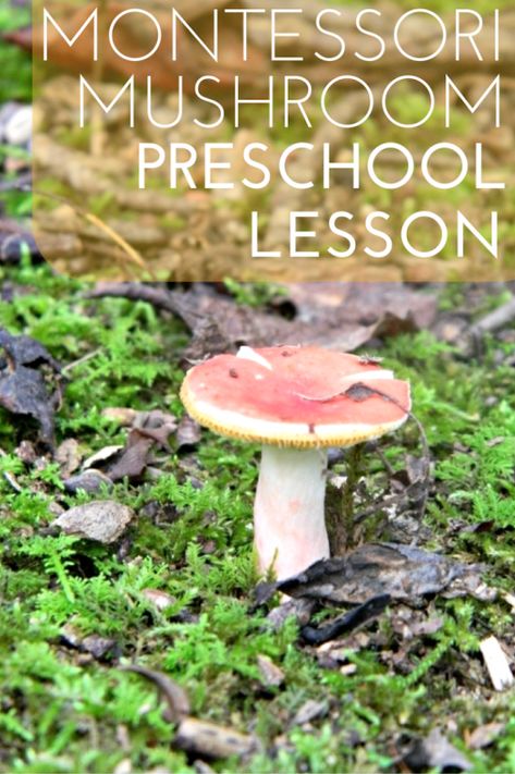 Forest School Activities, Nature Education, Mushroom Crafts, Nature School, Montessori Education, Forest School, Preschool Lessons, Preschool Learning Activities, Nature Study