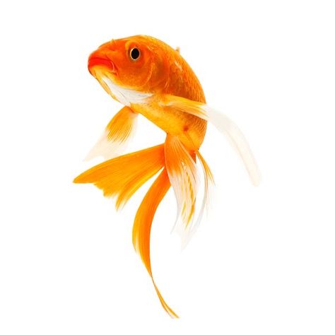 Fish Png Aesthetic, Transparent Fish, Goldfish Art, Photoshop Digital Background, Yellow Fish, Orange Fish, Golden Fish, Underwater Animals, Png Aesthetic