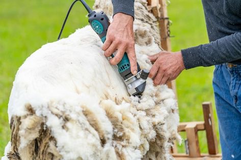 Man shearing a sheep with instrument far... | Premium Photo #Freepik #photo #farmer-man #sheep #summer-man #sheep-farm Farmer Man, Farmer Working, Assignment Ideas, Sheep Farm, A Sheep, Future Plans, Sheep Wool, Premium Photo, Farmer