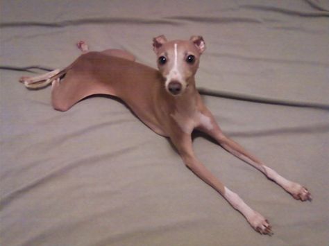 little iggy Mini Italian Greyhound, Mini Greyhound, Greyhound Italian, Tiger Siberian, Boba Eyes, Greyhound Puppy, Cats White, Italian Greyhound Dog, Tiger Cubs