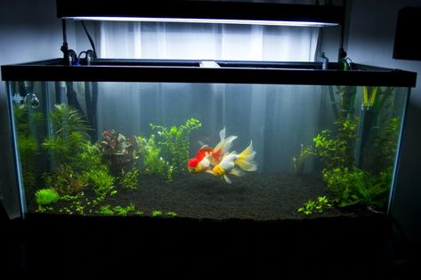 Aeration | Fancy Goldfish Wikia | Fandom Aesthetic Fish, Comet Goldfish, Goldfish Plant, Fish Aesthetic, Oranda Goldfish, Goldfish Aquarium, Pet Goldfish, Fish Aquarium Decorations, Fancy Goldfish