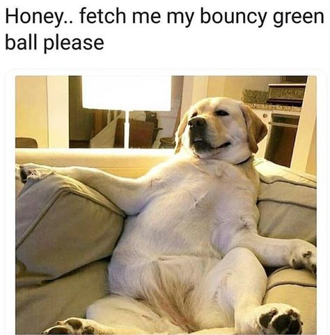 33 Doggo Memes And Tweets That'll Help You Through This Ruff Week - I Can Has Cheezburger? Gourmet Hotdogs, Dog Meme, Lab Dog, Funny Dog Memes, Puppy Lover, Funny Animal Memes, Service Dogs, Dog Memes, Pet Parent