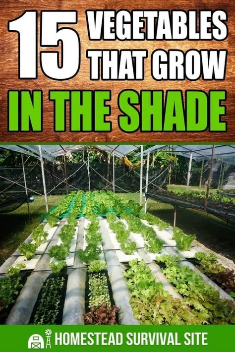 Vegetables For Shaded Areas, Cool Weather Vegetable Garden, Planting Vegetables In Raised Beds, Vegetables That Grow In Shade, Shade Loving Vegetables, Shade Vegetable Garden, Shade Veggies, Shade Vegetables, Vegetables Growing