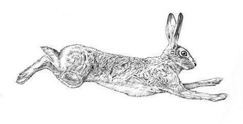 Woodland Tattoo, Hare Sketch, Hare Tattoo, Hare Drawing, Hare Illustration, Rabbit Tattoos, Flash Tattoo Designs, Engraving Illustration, Black Ink Tattoos