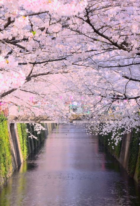 Meguro River, Riverside Cafe, Places In Tokyo, Japan Airlines, Cherry Blossom Trees, Cherry Blossom Season, Travel Japan, Destinations Travel, Tokyo Travel