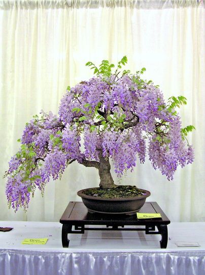 Wisteria Bonsai, Chinese Wisteria, Flowering Bonsai Tree, Bonsai Tree Care, Indoor Bonsai Tree, Wisteria Tree, Purple Wisteria, Bonsai Seeds, Mini Bonsai