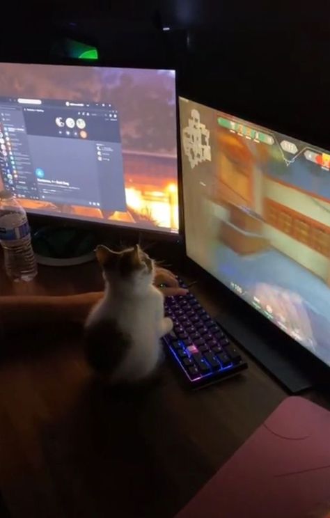 Cat On Computer, Cat Gaming, Gamer Aesthetic, Gamer Cat, Gamer Boy, Kitty Games, Gaming Room Setup, Gamer Room, Cat Cute