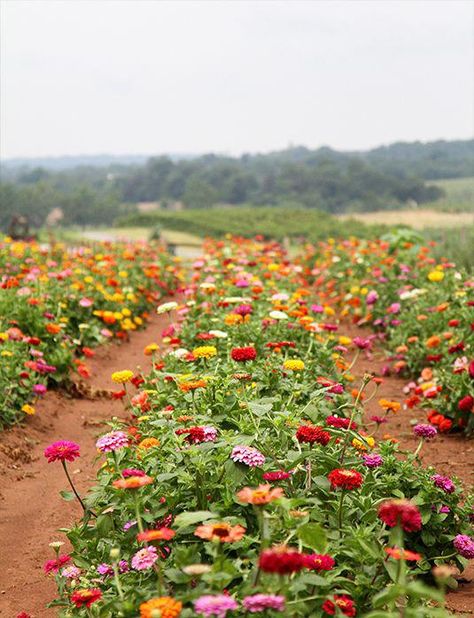 Zinnia Garden, Cut Flower Farm, Matka Natura, Flower Farmer, Cut Flower Garden, Flower Landscape, Farm Gardens, Flower Farm, Dream Garden