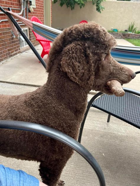 Poodles With Mohawks, Mohawk Dog Haircut, Poodle Colored Hair, Doodle Mohawk Haircut, Mini Poodle Haircut Styles, Poodle Mohawk, Poodle Styles, Poodle Hairstyles, Hank The Tank