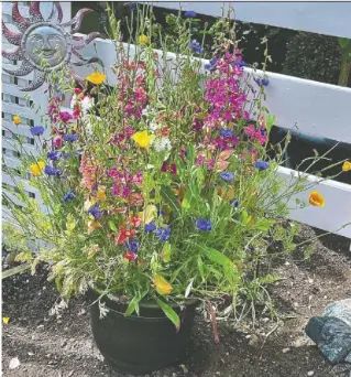 How to grow wildflowers in containers (Edmonton Journal), Jul 27, 2024 Growing Wildflowers In Pots, Growing Wildflowers, Hummingbird Drawing, Grow Wildflowers, Bucket Planters, Flower Bucket, Natural Heritage, Root Growth, Beyond Beauty