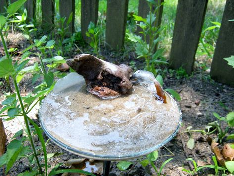 Butterflies are attracted to salt. For male butterflies especially, it is a vital nutrient. Butterfly Feeders, Salt Lick, Pisco, Garden Soil, Back To Nature, Butterfly Garden, The Butterfly, Lawn And Garden, Permaculture