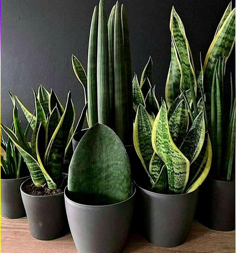 Housing Decor, Sansevieria Trifasciata, نباتات منزلية, Plant Indoor, Snake Plants, Plants Ideas, Trending Ideas, Garden Indoor, Plant Ideas