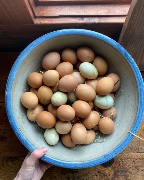 Hannah @Ballerina Farm (@ballerinafarm) • Instagram photos and videos Ballerinafarm Kitchen, Ballerina Farm Aesthetic, Cluckingham Palace, Ballerina Farm, Traditional Lifestyle, Blueberry Waffles, Miley Stewart, The Barnyard, Brown Eggs