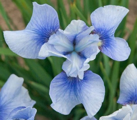 Noted for the light blue shade of its flowers, Iris sibirica 'Sky Mirror' (Siberian Iris) is a clump-forming perennial with pale sky blue blossoms adorned with navy blue at the base of each fall and delicate pale yellow signals. Blooming in late spring to early summer, the gorgeous flowers rise on sturdy flower stalks, well above the foliage. Fae Garden, Iris Sibirica, Mailbox Garden, Siberian Iris, Alchemilla Mollis, Japanese Iris, Black Walnut Tree, Natural Essence, Buy Plants