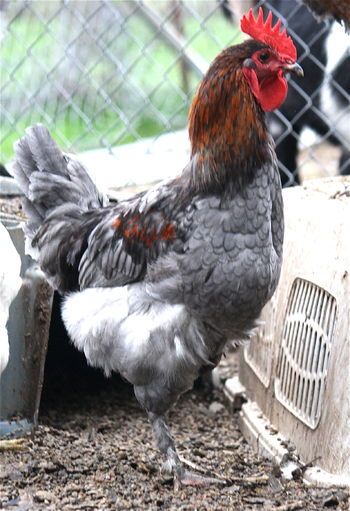 blue copper Marans Blue Copper Marans, Chicken Ideas, Coat Of Many Colors, Beautiful Chickens, Chickens And Roosters, Chicken Breeds, Chicken Lovers, Egg Art, Raising Chickens