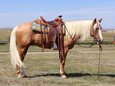 Check out this amazing Beautiful 10yr 15h Palomino Gelding Quarter Horse for sale in Wheatland, Platte, Wyoming, Wyoming USA! American Quarter Horse Palomino, Quarter Horse Palomino, Horses For Sale Near Me, Quater Horses, Appaloosa Horses For Sale, Palomino Quarter Horse, Quarter Horses For Sale, Palomino Horses, Ranch Horses