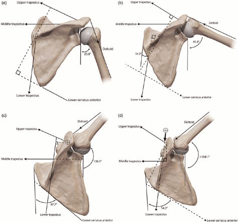 Scapula Movement, Scapula Anatomy, Serratus Anterior, Shoulder Anatomy, Human Skeleton Anatomy, Human Muscle Anatomy, Arm Bones, Anatomy Bones, Skeleton Anatomy