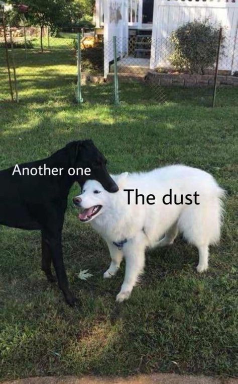 picture of dog captioned "another one" biting second dog captioned "the dust" together make up the lyrics to the Queen song Sapo Meme, Freddy Mercury, Prințese Disney, Magnum Opus, Memes Sarcastic, Funny Animal Jokes, Memes Humor, Very Funny Pictures, Some Funny Jokes