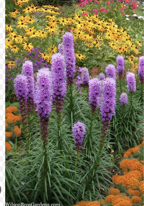 Flower Garden Borders, Liatris Spicata, Blazing Star, Buy Plants Online, Perennial Border, Sun Perennials, Hummingbird Garden, Fragrant Plant, Cut Flower Garden