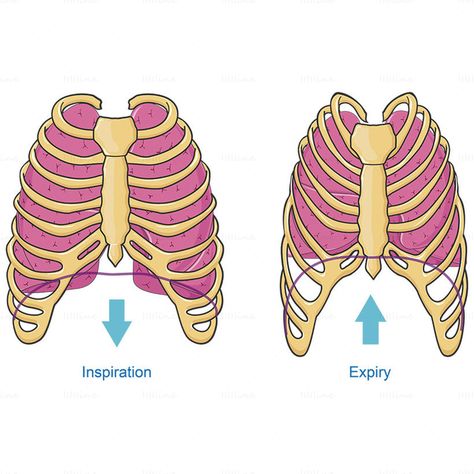 Breathing lung vector, Inspiration, Expiry, Respiratory system Natural Decongestant, Bad Cough, Sciatic Nerve Pain, Medical Anatomy, Pelvic Pain, Respiratory System, Organic Health, School Of Medicine, Healthy Living Lifestyle