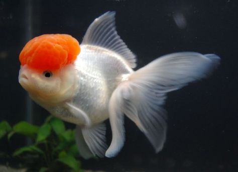 oranda care fish - Google Search Goldfish Tattoo, Oranda Goldfish, Salt Water Fishing, Aquarium Ideas, Salt Water Fish, Golden Fish, Sea Anemone, Fish For Sale, White Fish