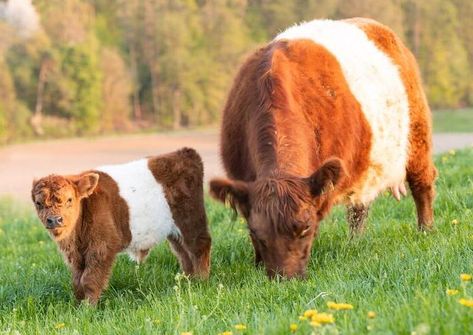 Belted Galloway Red, Cow and Calf. Belted Galloway Cows, Cow Images, Cow Patterns, Galloway Cattle, Belted Galloway, Breeds Of Cows, Calf Cow, Highland Cow Painting, Cow And Calf