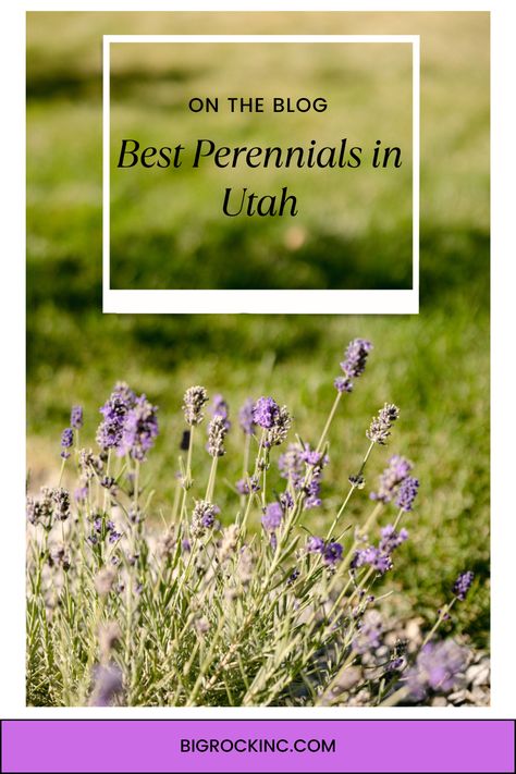 We’re here to help you know what works best in Utah’s climate, and we will even share our favorite perennials to transform your landscaping. Utah Native Landscaping, Utah Landscaping Ideas, Landscaping With Perennials, Utah Native Plants, Utah Wildflowers, Utah Landscaping, Utah Garden, Native Plant Landscape, Lavender Bush