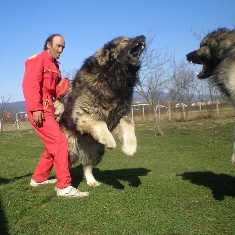 This is a Caucasian Ovcharka, a dog traditionally used to hunt bears in Russia. Caucasian Ovcharka, Caucasian Shepherd Dog, Largest Wolf, Caucasian Shepherd, Big Dog Breeds, Bear Hunting, Huge Dogs, Terra Nova, Giant Dogs