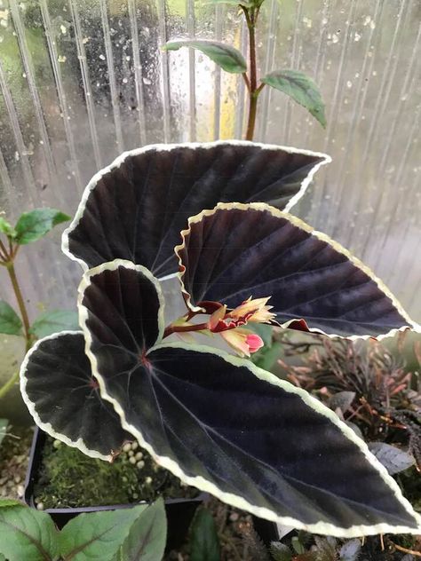 Begonia Thurstonii, Crazy Plants, Tropical Goth, Rex Begonias, Black Plants, Wishlist Plants, Goth Garden, Plant Wishlist, Plant Goals