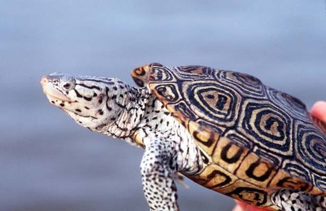 Pretty Turtles, Diamondback Terrapin, Turtle Photography, Russian Tortoise Diet, Coastal Georgia, Water Turtle, Russian Tortoise, Tortoise Care, Small Turtle