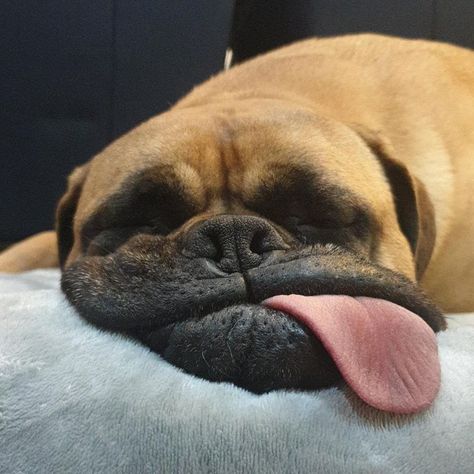 Sleepy Animals, Sleeping Animals, Funny Animal Photos, Animale Rare, Cute Funny Dogs, Sleeping Dogs, Animal Faces, Boxer Dogs, 귀여운 동물