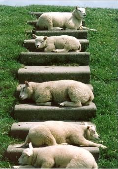 Sheep Laying Down, Lamb Laying Down, Texel Sheep, Laying Down, Sleeping Sheep, Baa Baa Black Sheep, Stone Steps, Counting Sheep, Sheep And Lamb