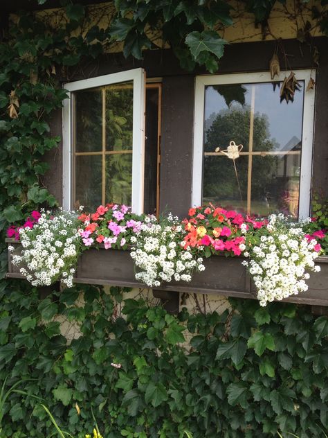 Good window box flowers for part sun in Midwest - sweet alyssum, impatiens and petunias. Window Boxes Ideas, Outside Doors, Sun Window, Window Shutters Exterior, Pots Ideas, Sweet Alyssum, Petunia Flower, Diy Flower Boxes, Boxes Ideas