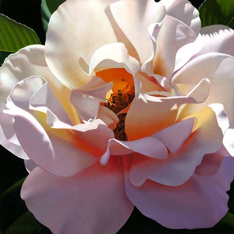 Pale Orange Rose by Brian Davis Stunning Paintings, Brian Davis, Paintings Flowers, Plant Poster, Southern Magnolia, Pale Orange, Flower Paintings, Floral Photography, Floral Photo