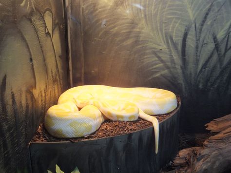 Burmese Python, in a extremely small enclosure. Burmese Python Enclosure, Python Enclosure, Burmese Python, Enclosure Ideas, Vivarium, Koi Pond, Birds Flying, Little Bird, Burmese