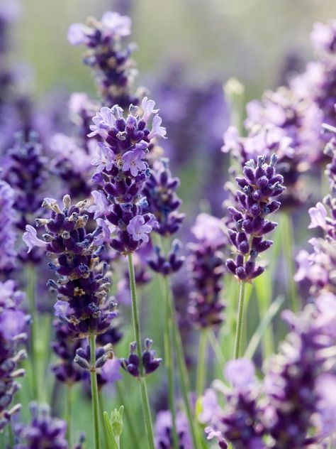 Growing Lavender Indoors, Lavender Varieties, Fairy Garden Flowers, Hgtv Garden, Growing Lavender, English Lavender, Lavender Plant, Lovely Lavender, Lavender Flowers