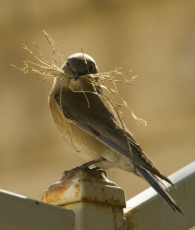 "Female Blue bird making a nest"  ©GLLpmj, via flickr use to create images of women making their 'nests' Nest Building, Bird Sitting, Fence Post, Swallows, Birdwatching, Pretty Birds, Bird Nest, Little Birds, Bird Watching