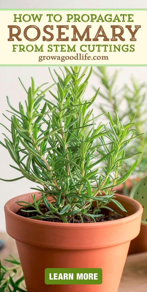 Learn how to cultivate your own rosemary garden with these simple and effective steps to grow this aromatic herb from stem cuttings. Perfect for both beginners and seasoned gardeners, this guide will walk you through the process of selecting healthy cuttings, preparing them for planting, and nurturing them into thriving plants. Enjoy the satisfaction of growing your own rosemary, adding fresh flavors to your culinary creations, and enhancing your garden with its fragrant presence. Get ready to embark on a rewarding gardening journey with these easy-to-follow tips. Rosemary Growing, Rosemary From Cuttings, Recipe Using Tomatoes, Propagate Rosemary, Grow Rosemary, Rosemary Garden, Homemade Tomato Soup Recipe, Small Space Garden, Matzo Ball