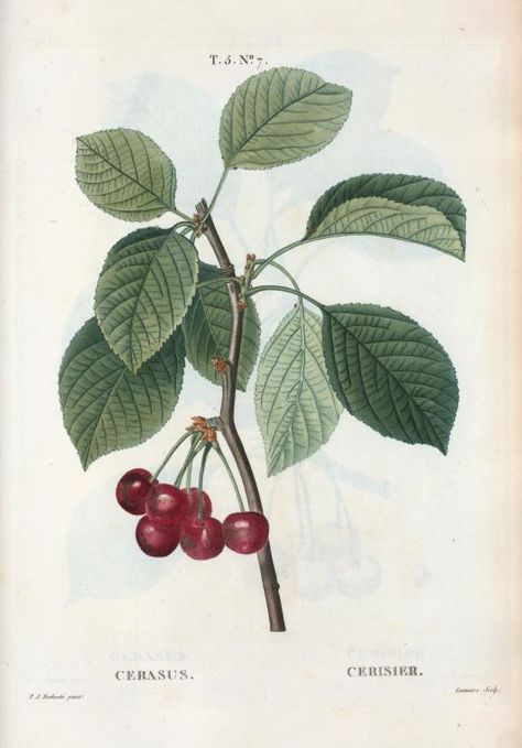 Prunus Avium, Fruit Picture, Italy Map, Lets Do It, Antique Maps, Botanical Drawings, The Masterpiece, New York Public Library, Christmas Illustration